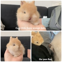 Fuzzy orange Netherland dwarf bunny rabbit for sale