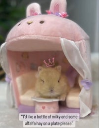 Cute Netherland dwarf baby bunny fawn color, bunny for sale