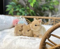 Fawn Netherland dwarf bunny rabbit for sale, cute pets for adoption in Florida 