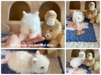 Fuzzy white BEW blue eyed white Netherland dwarf baby bunny rabbit