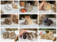 Netherland dwarf bunnies fawn orange lynx opal bew, baby bunnies for sale, bunny for sale