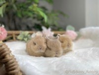 Cute baby bunnies, certified breeder in orlando Florida. Bunny for sale, Netherland dwarf for sale