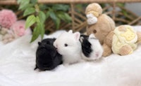 Black and white baby bunnies for sale in Orlando Florida, rabbit bunny for adoption